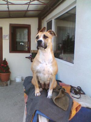 IMG005 - amstaff