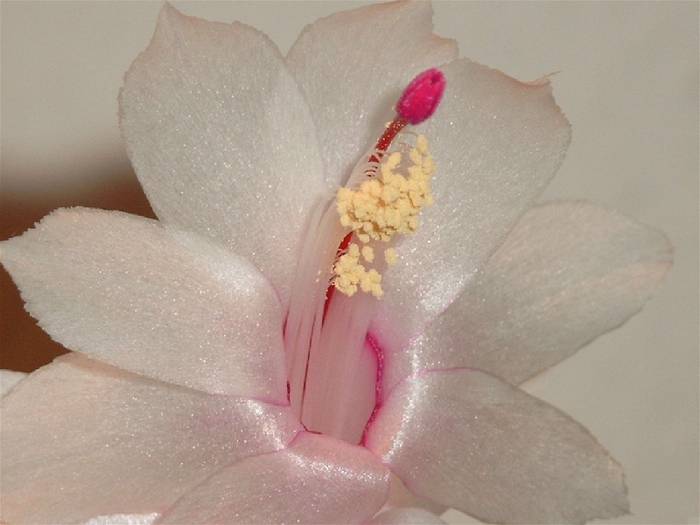 Schlumbergera PINK - Schlumbergera PINKK