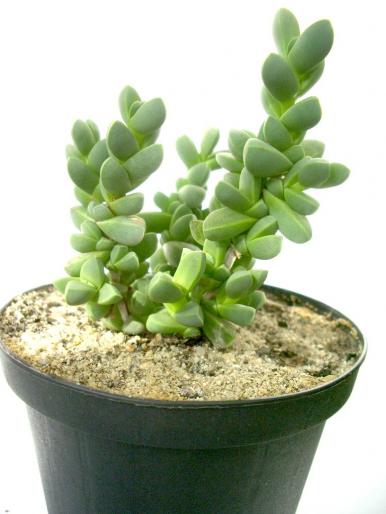 Delosperma lehmanii