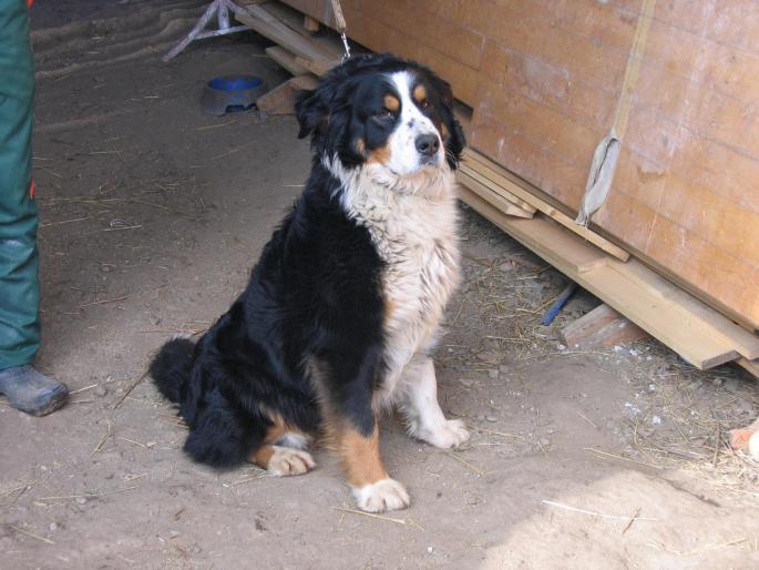 SHILA - Ciobanesc de berna- Berner Sennenhund