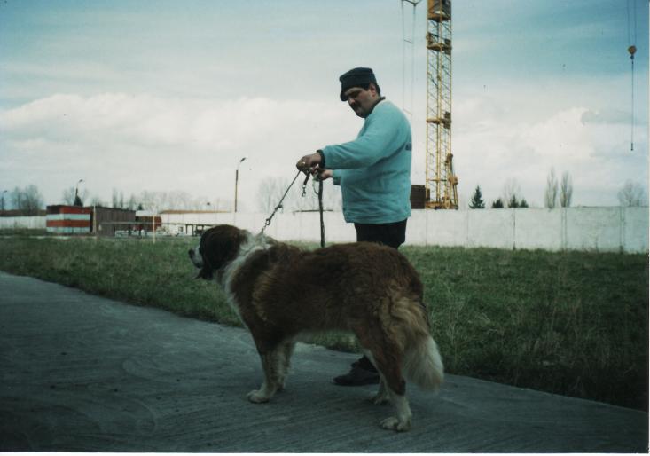 dresaj 2001 -saint bernand