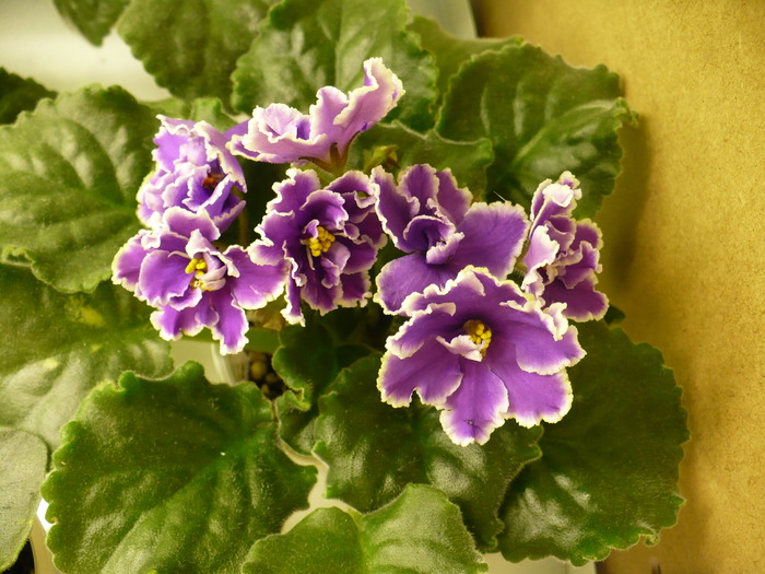 P1180358 - Midnight Cloud