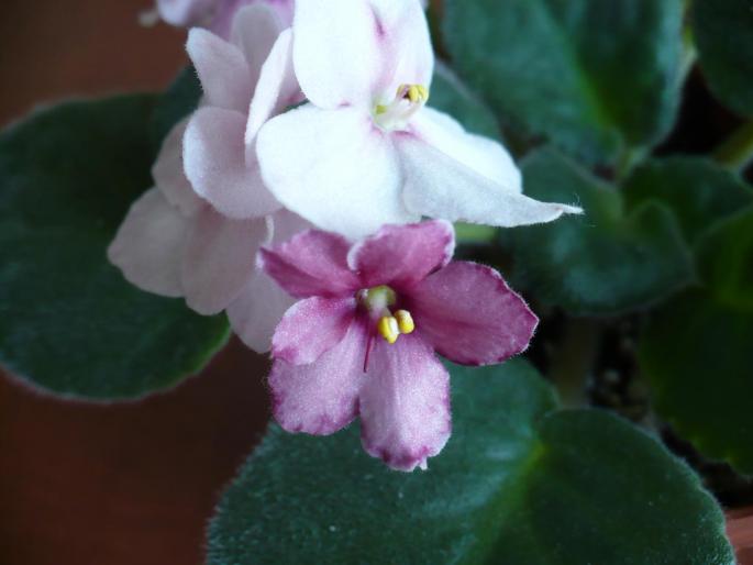 Floare contrast  - Violete africane