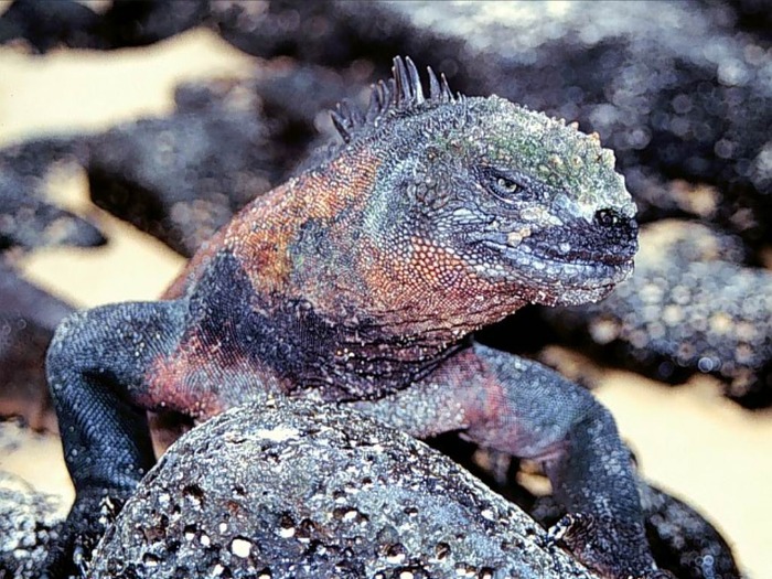 webshots373 - Animale