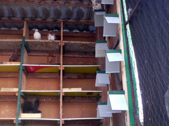 IMG_0021; odihnitori 2
