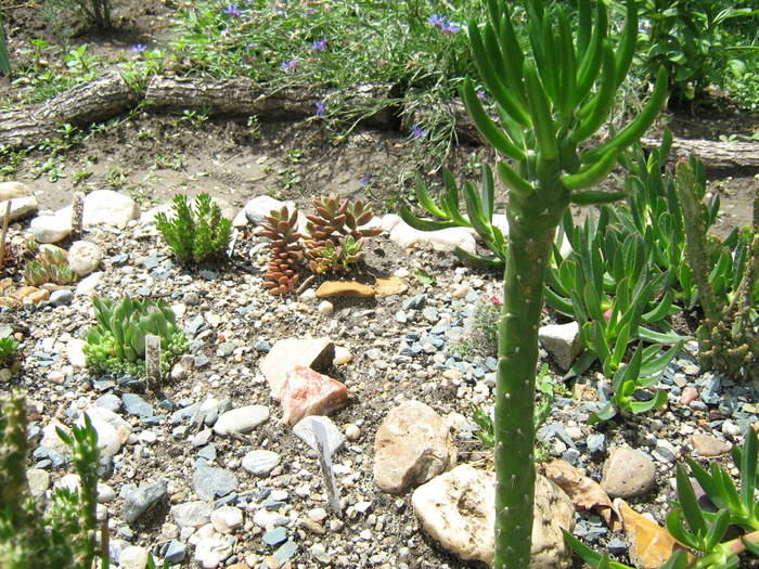 IMG_8648 - Cactusi la mosie 27 iunie 2009