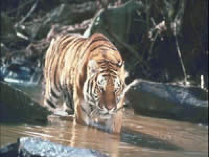 421 - tigri
