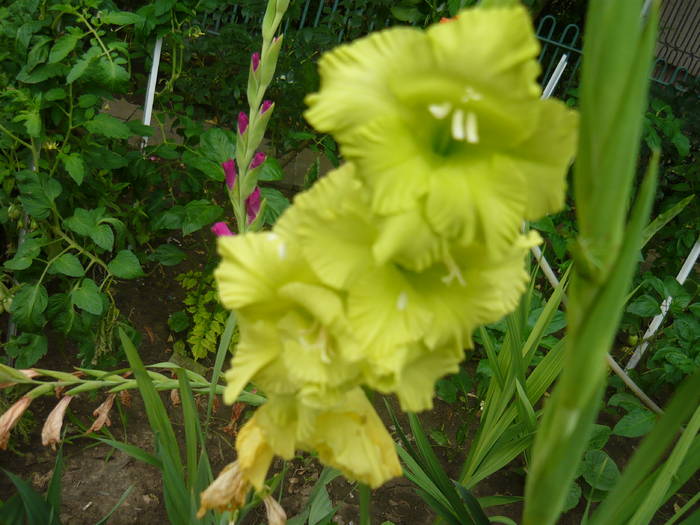 P1000892 - GLADIOLE SI CRINI