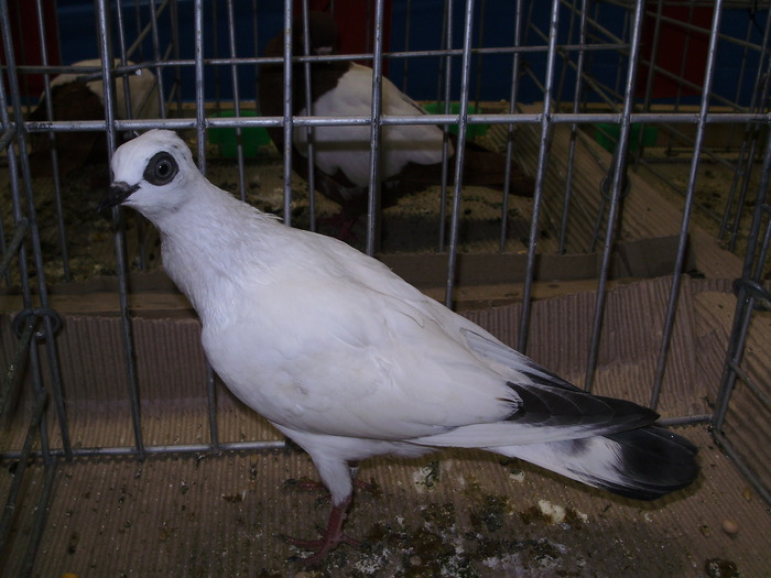 10606 wt 0 - 1507 partea 6a