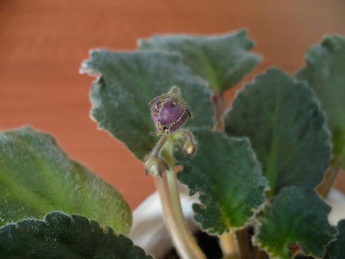 P1080038