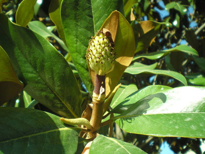 P6300187 - magnolia grandiflora Spania 2008