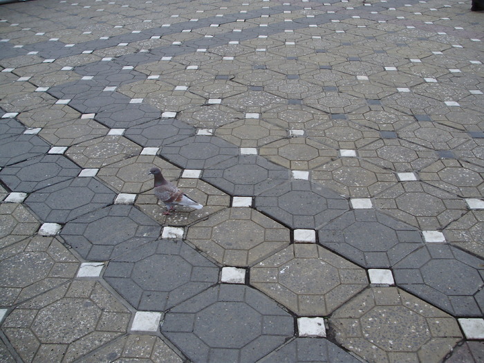 P9040049 - 18g Timisoara