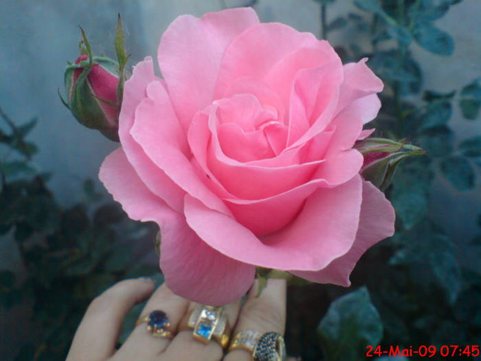 Trandafir 3