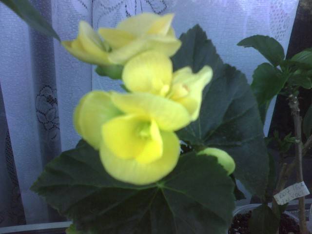 IMG_0010; begonia elatior
