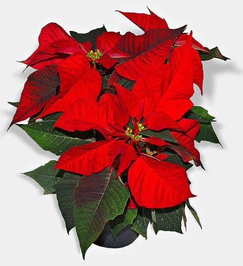 poinsettia2 - Poinsettia