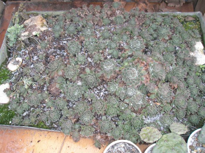 Sempervivum din tava - 17.01 - plante de exterior - 2009 - 2010