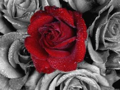 thumb_120310 - poze cu trandafiri