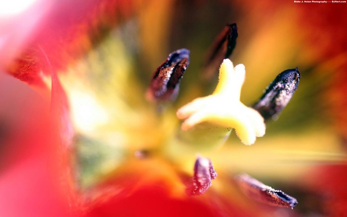 62_tulipsfest_1440x900