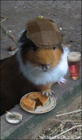 guineapigpintpie