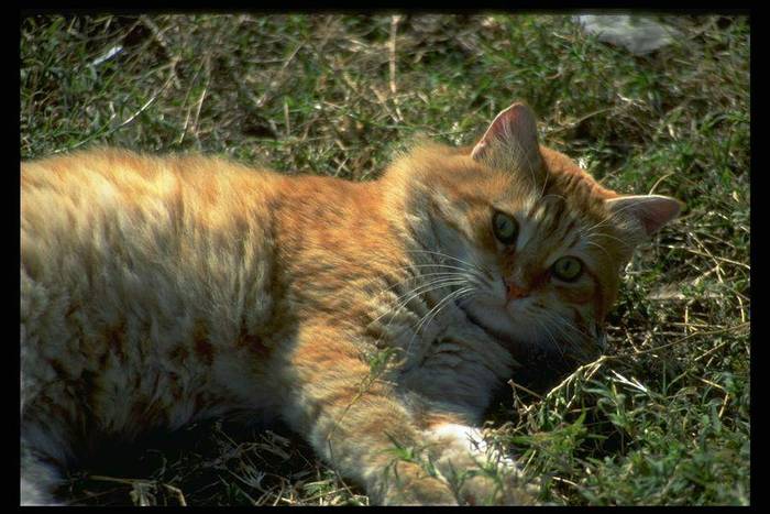 C&DYellow cat in grass