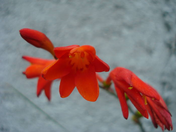 Crocosmia_Montbretia (2009, Aug.05) - 08 Garden in August