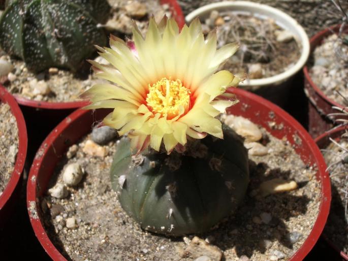 Astrophytum asterias hb. - Astrophytum