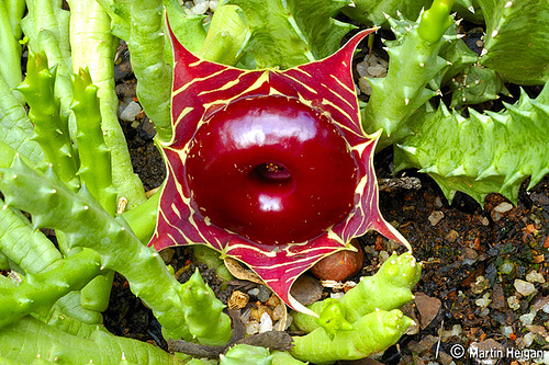 huernia
