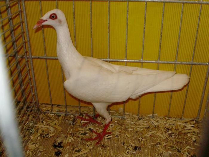 14514 stralsunder hfl 0 14514 stralsunder hfl 0
