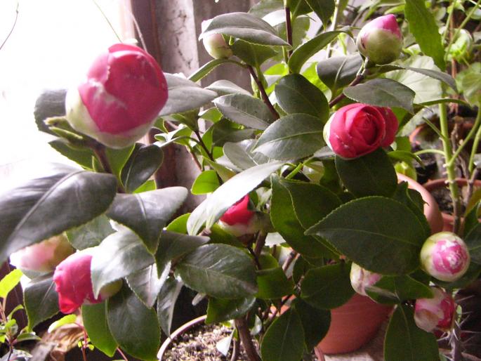 camelia japonica - Camelia japonica