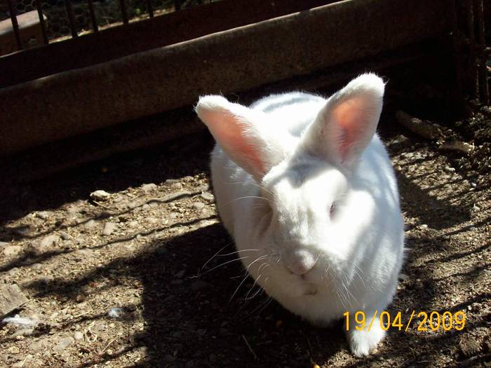 Picture 055 - poze iepuri aprilie 2009