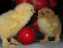 Galben sau brun, aceasta este intrebarea!