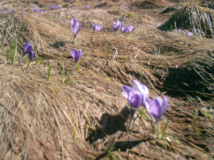 04120093 - Iezer-Papusa