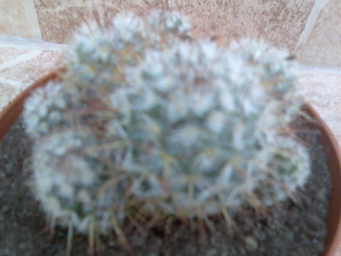 mammillaria bombycina - cactusi si suculente-2009