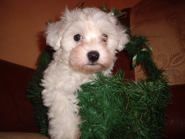 Bichon Maltese - Bichon Maltese