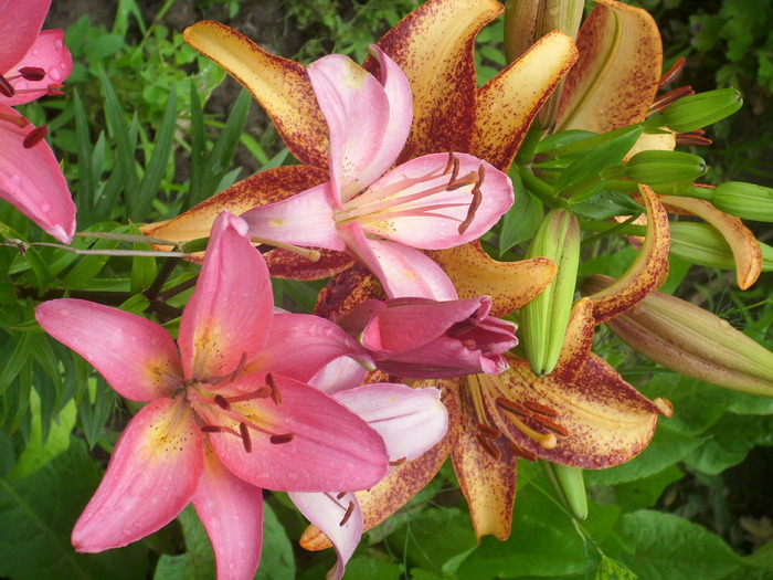 DSCI1083 - flori din gradina mea