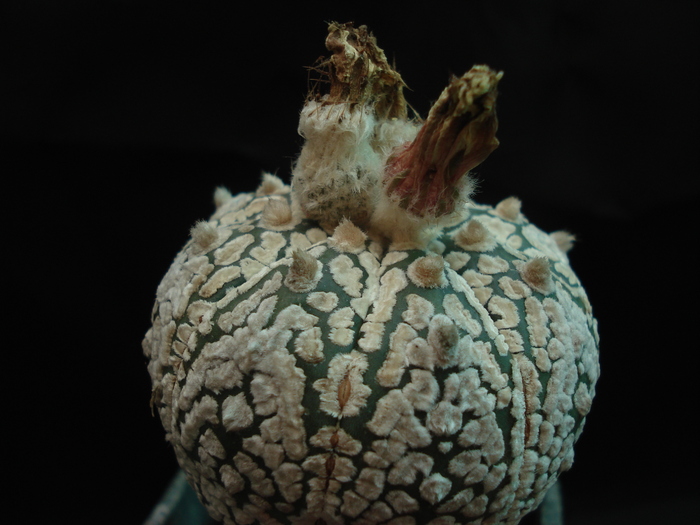 Astrophytum asterias superkabuto