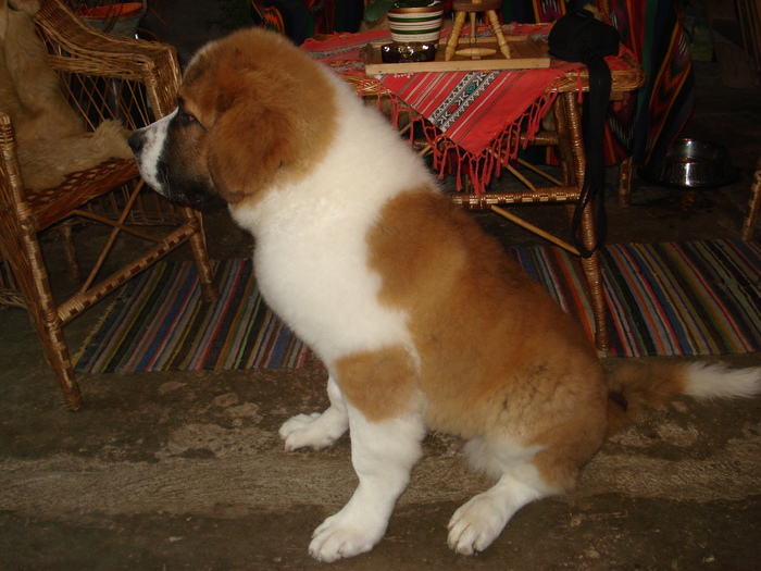 beethowen la 5 luni - saint bernard