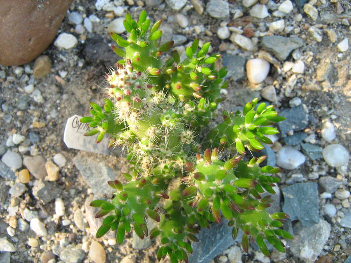 IMG_8182 - Cactusi la mosie 17 iunie 2009