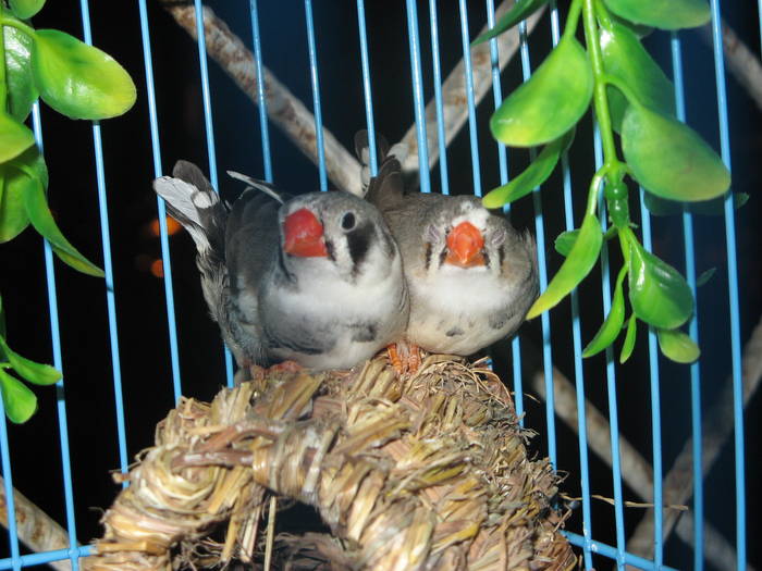 IMG_0347 - 1_1 - Zebre australiene - Zebra finches