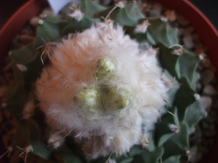 Obregonia denegrii vedere apicala