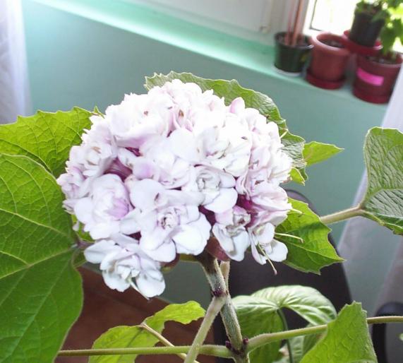 clerodendrum philippinum - Alte plante