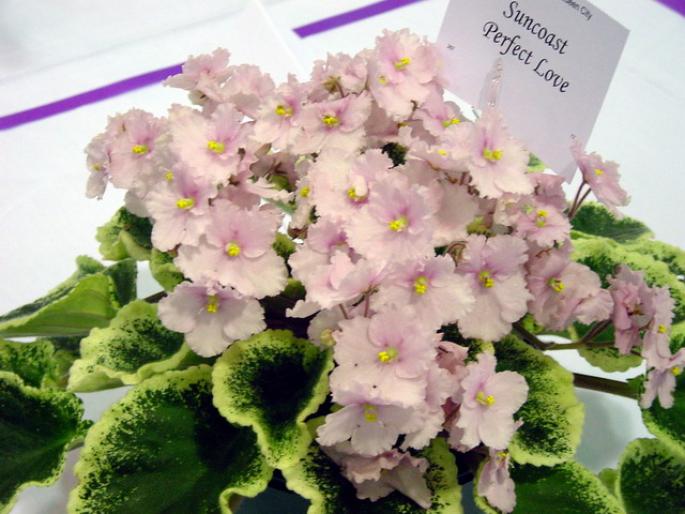 suncoast_perfect_love_2005avsa - violete de pe net 1