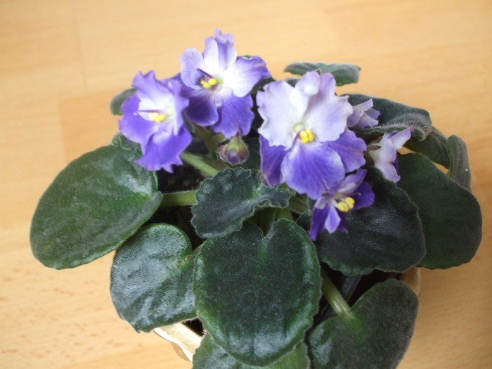 Picture 092 - violete