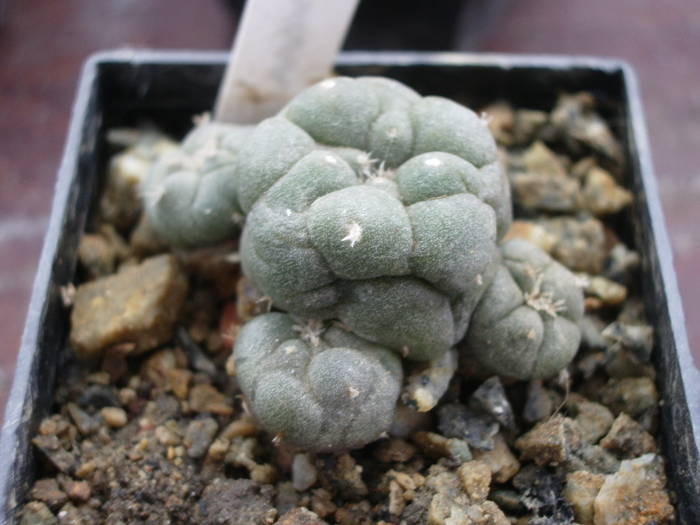 Lophophora jourdaniana - Lophophora