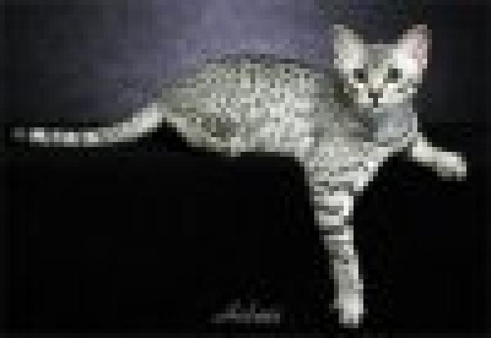 t_egyptianmau01 - Pisici