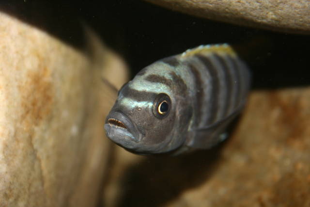 92d73441 - African Cichlid