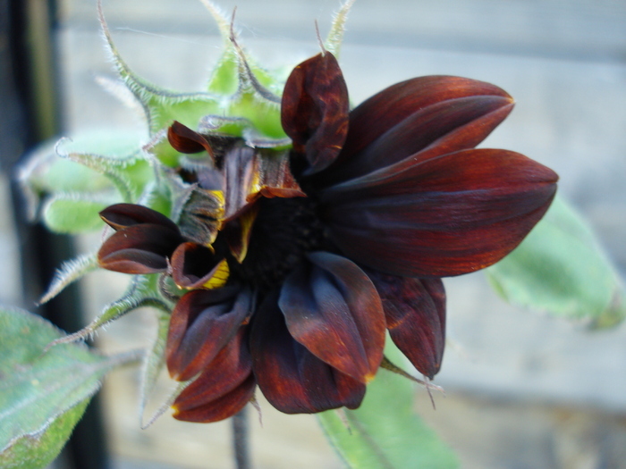 Sunflower Moulin Rouge (2009, Aug.18)