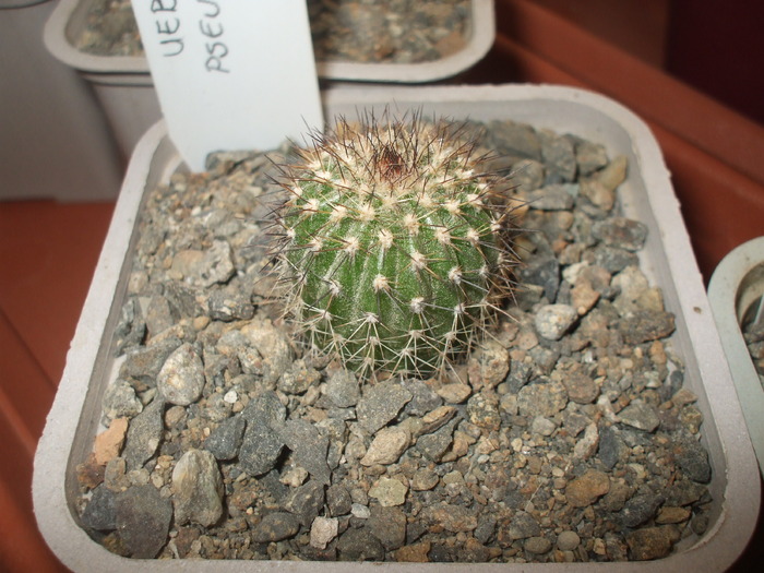 Uebelmannia pseudopectinifera - cactusii mei