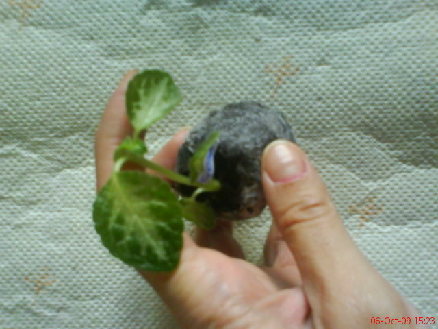Episcia My Precious; Episcia My Precious
