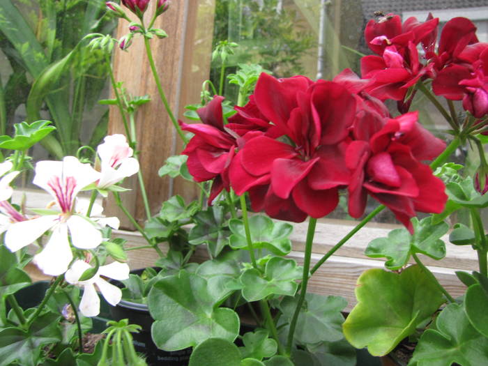 Muscate 13 iul 2009 (4)